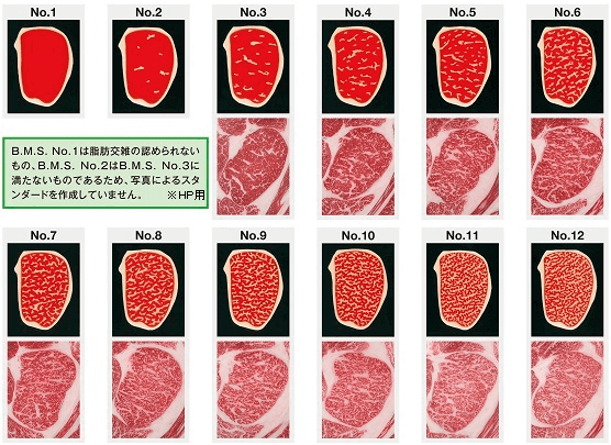 牛脂肪交雑基準（B.M.S.）